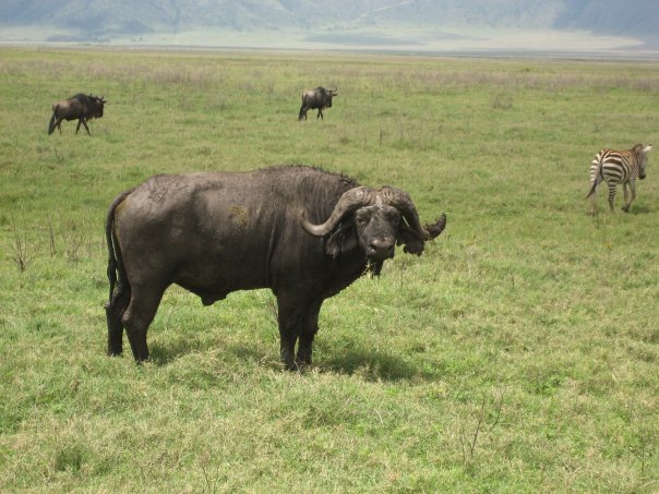 1934097_22026705433_559_n