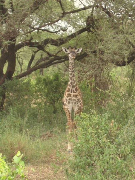 1934097_22027370433_4284_n