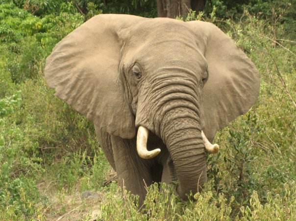 1934097_22027375433_5036_n