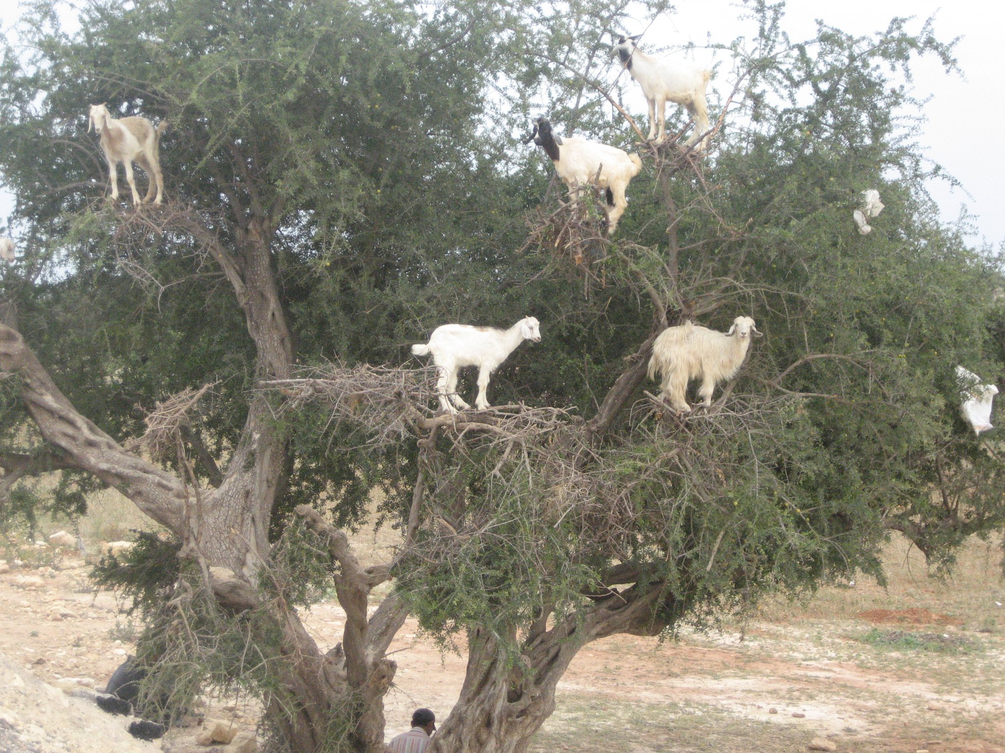 Goats in Trees Morocco