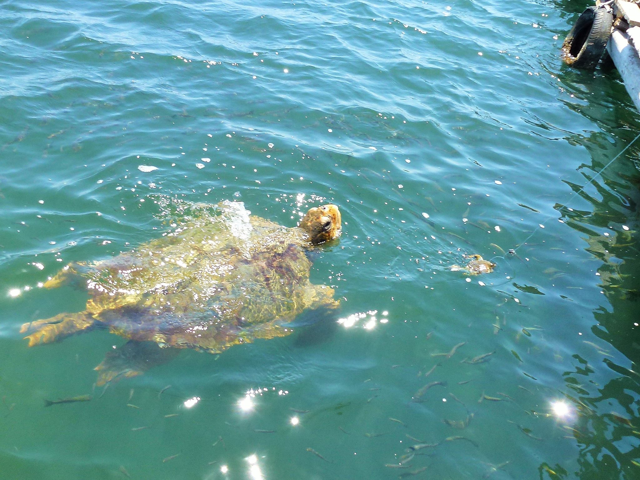 10505102_10154372485175434_3155242888701992025_o