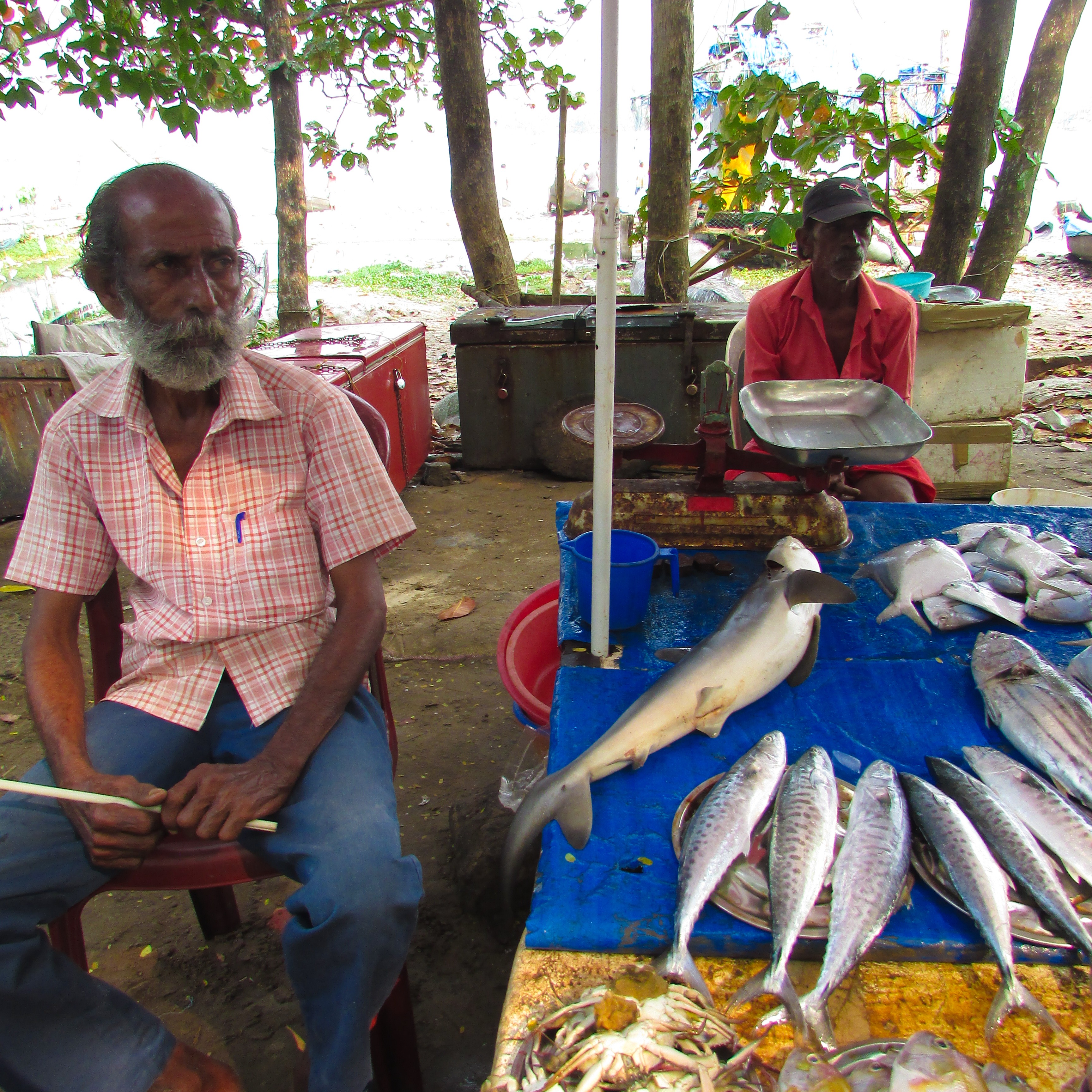 Fish Market, Fort Cochin, Kochi, Kerala, India