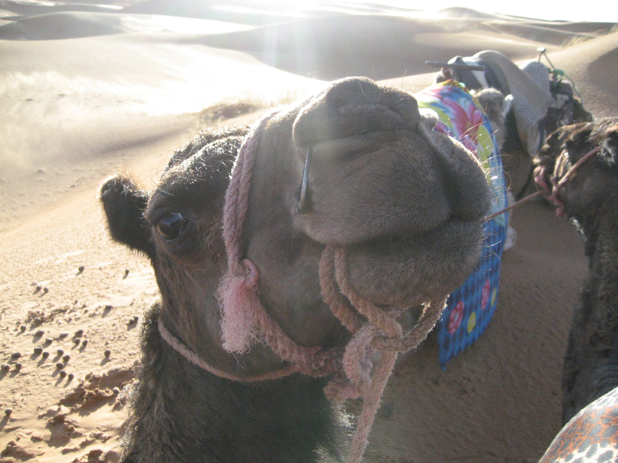 camel Sahara Desert Morocco