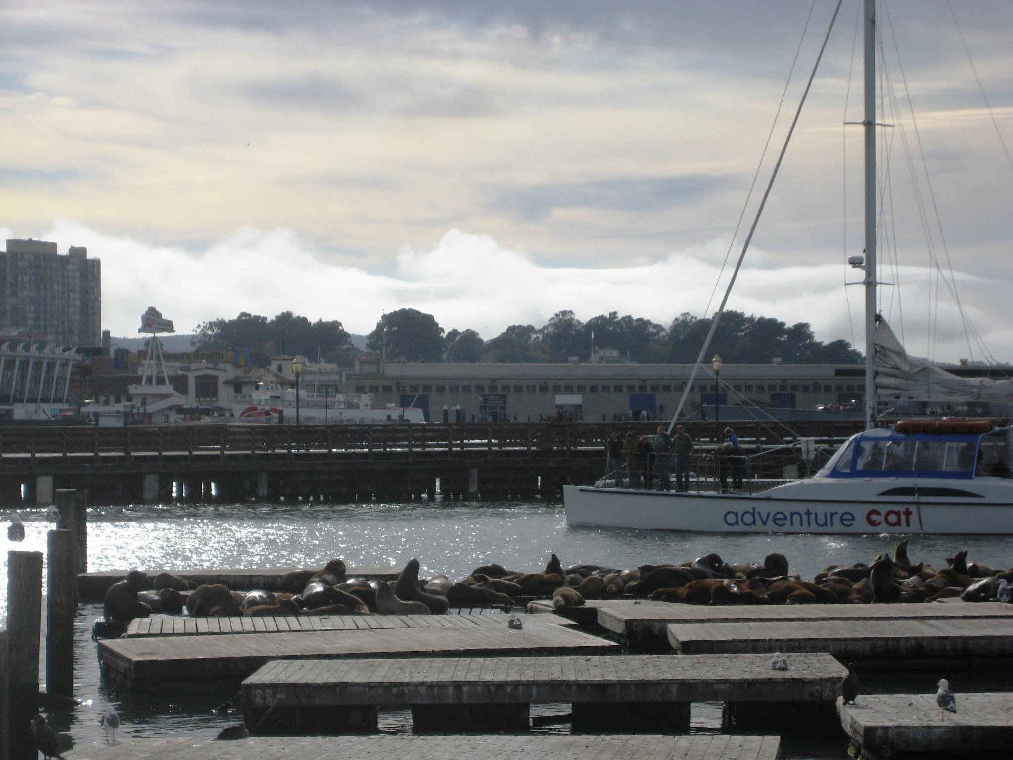 San Francisco Sea Lions at Pier 39