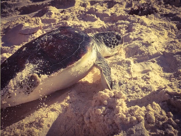 F12CE9A9-B861-4DE2-BEB0-9D0947A1A3DB