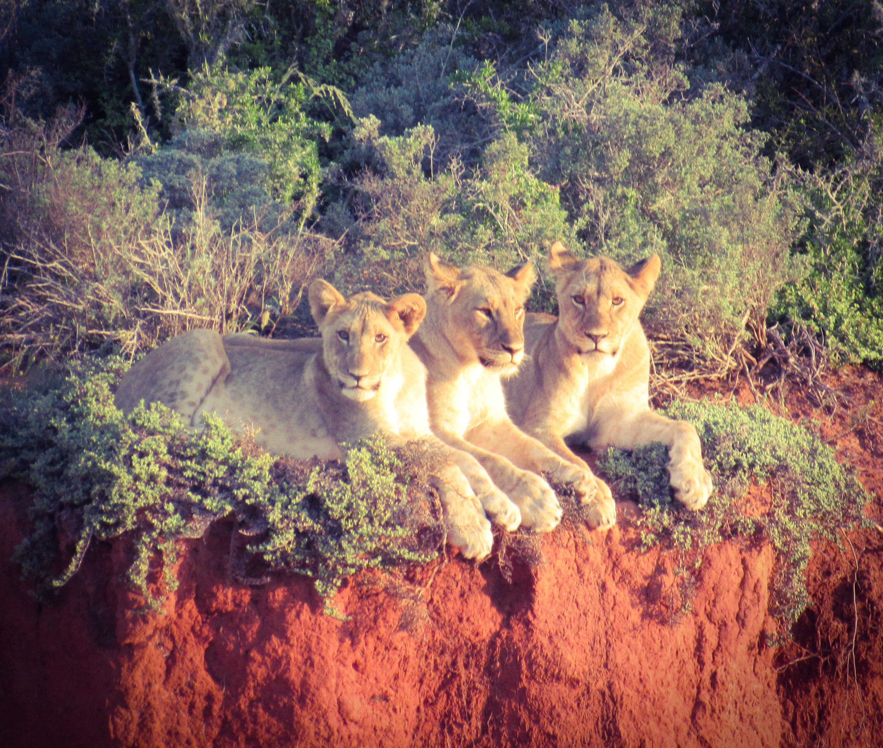 D91E7C6D-892C-427F-9E7F-7DFD0E7C00D0