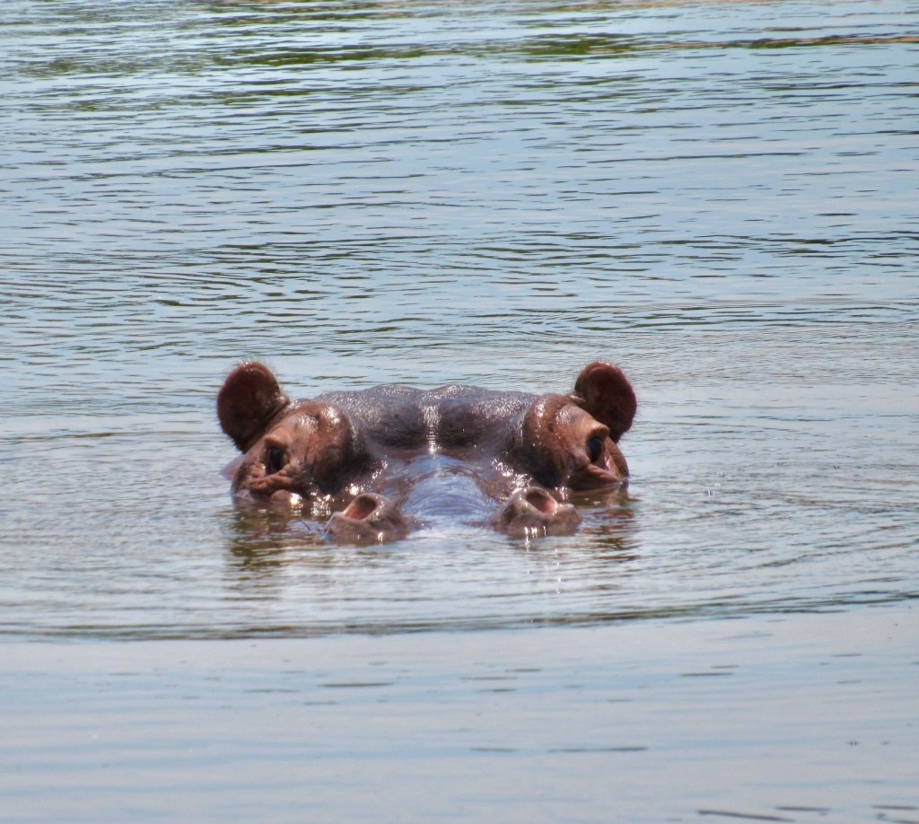 Lions, Tigers and Bears, OH&nbsp;MY!