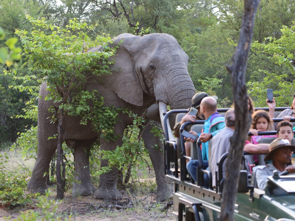 Close Encounters of the African&nbsp;Kind