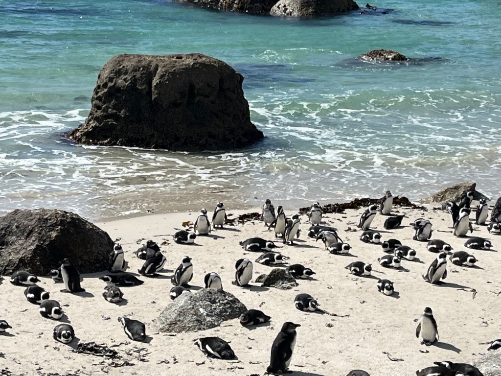 Penguin Frenzy!