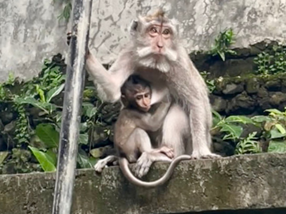 Monkeys of Ubud and Lovely&nbsp;Lombok