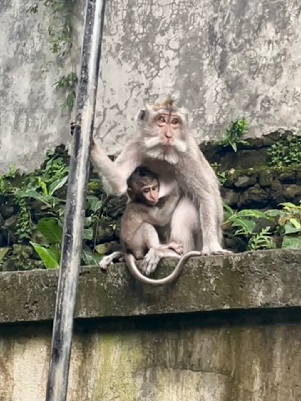 Monkeys of Ubud and Lovely&nbsp;Lombok