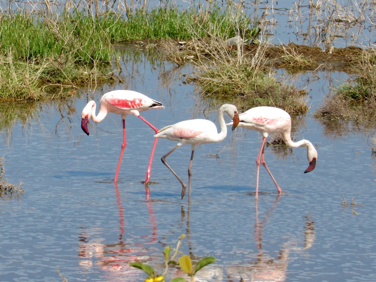 Wondrous Wildlife in Lake&nbsp;Nakuru