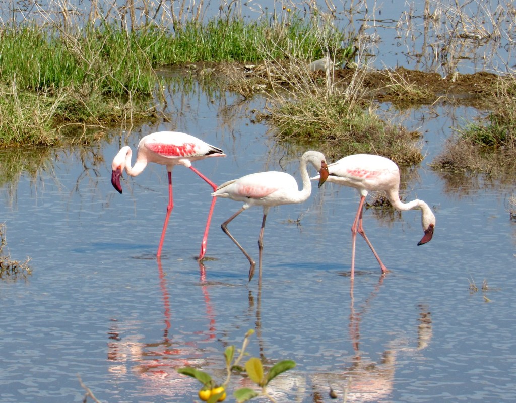 Wondrous Wildlife in Lake&nbsp;Nakuru