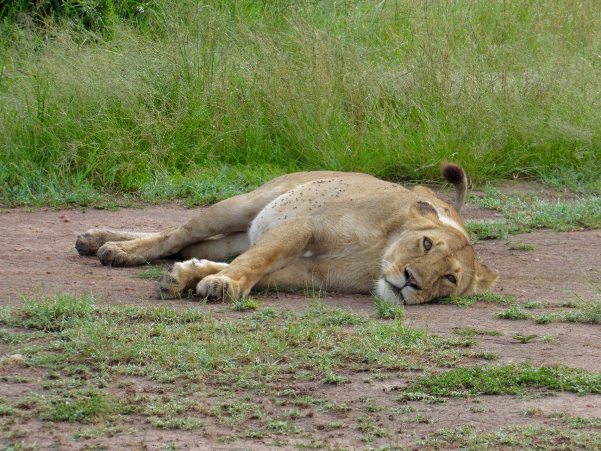 The Magnificent Maasai&nbsp;Mara